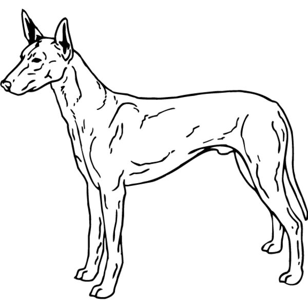 Pharoah Hound Thumbnail