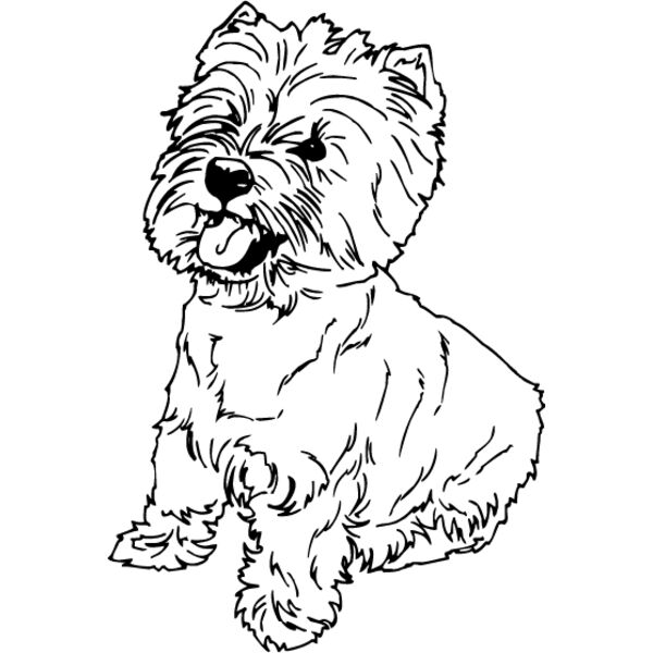 Highland Terrier1 Thumbnail