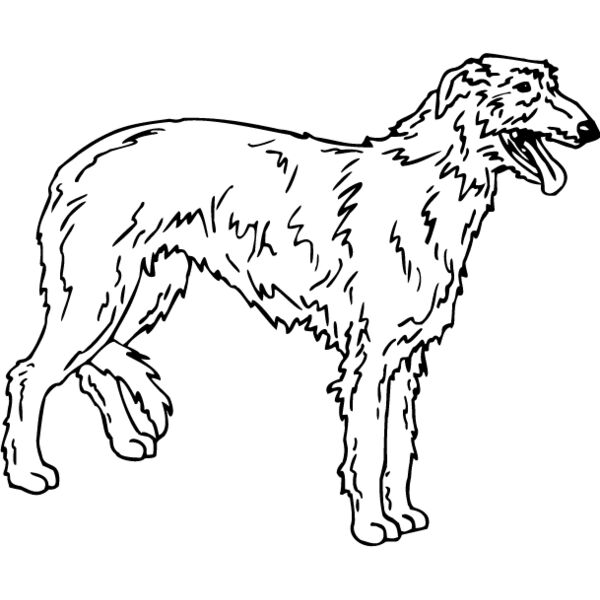 Scottish Deer Hound Thumbnail