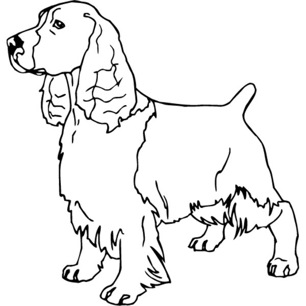 Cocker Spaniel3 Thumbnail