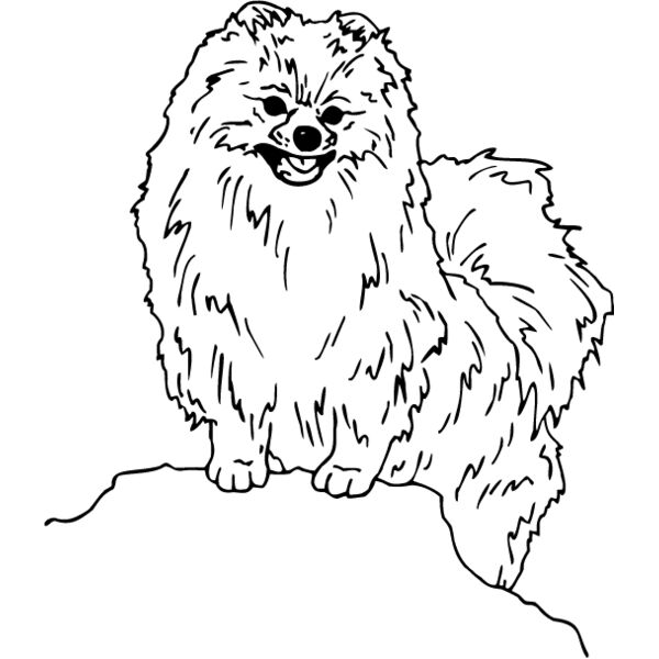 Pomeranian1 Thumbnail