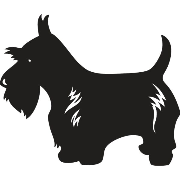 Scottish Terrier3 Thumbnail