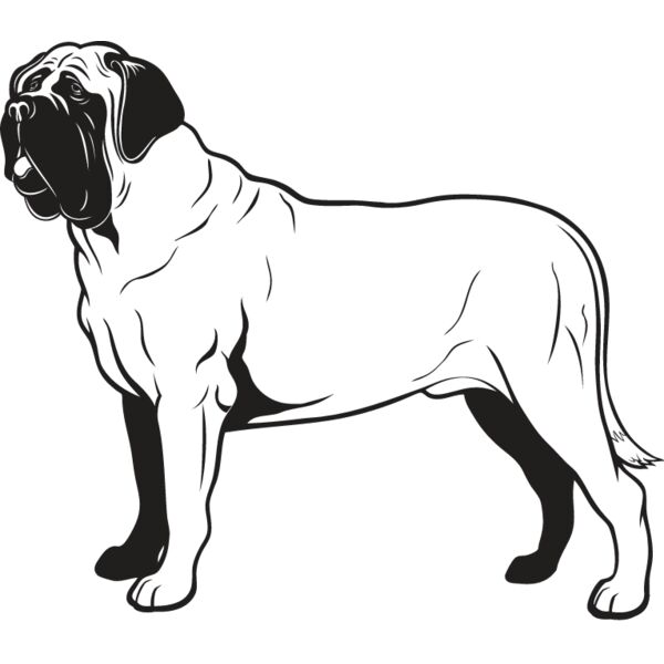 Bull Mastiff2 Thumbnail