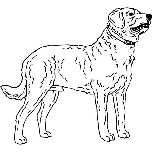 Chesapeake Bay Retriever1 Thumbnail