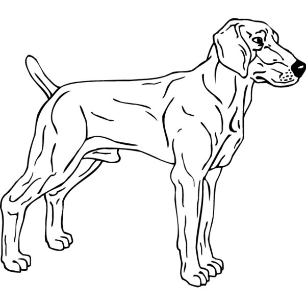 Weimariner3 Thumbnail