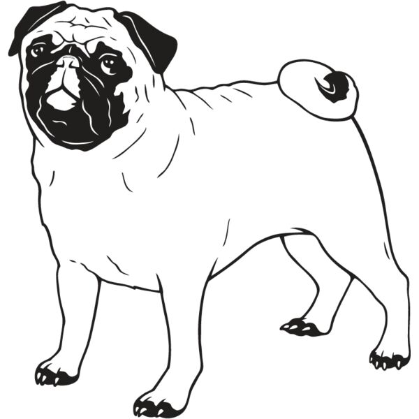 Pug1 Thumbnail