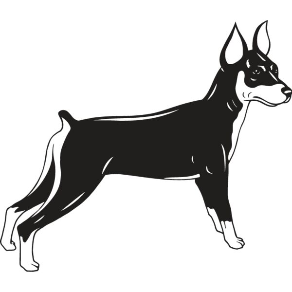 Miniature Pinscher Thumbnail