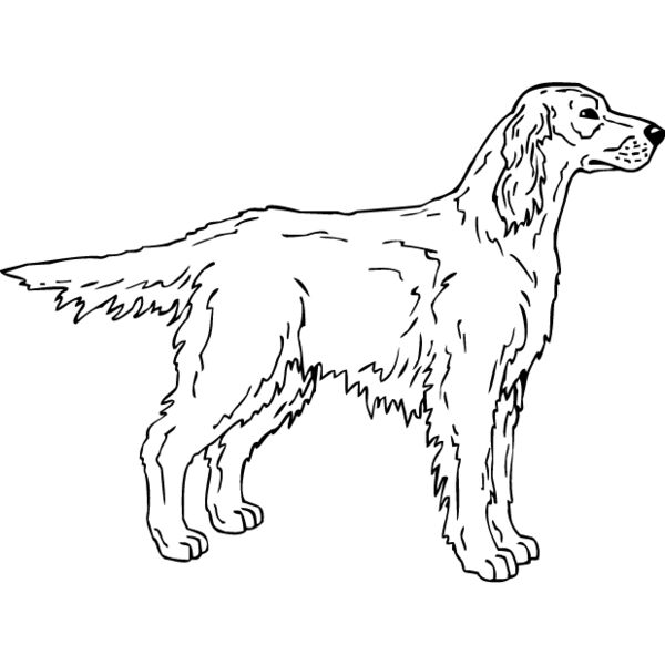 Irish Setter2 Thumbnail