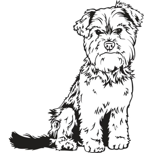 Yorkshire Terrier1 Thumbnail