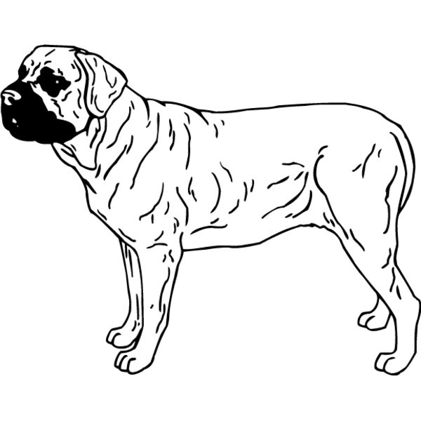 Bull Mastiff3 Thumbnail