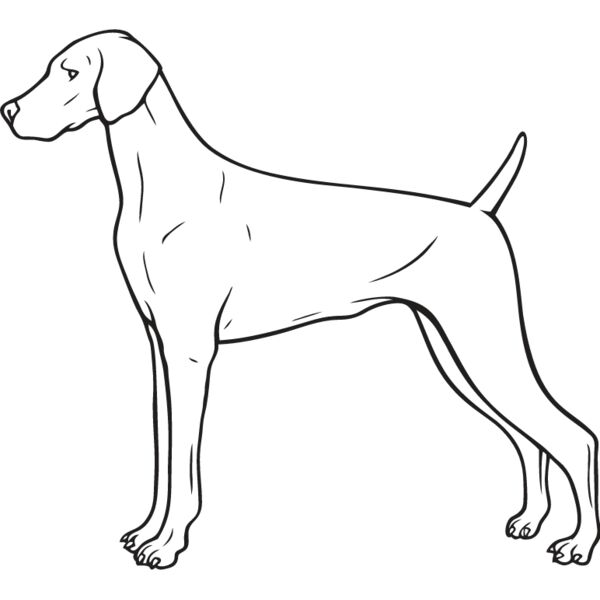 Weimaraner1 Thumbnail