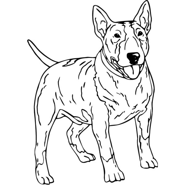 Bull Terrier1 Thumbnail