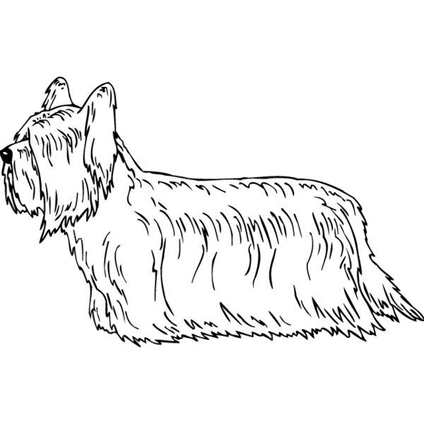 Skye Terrier Thumbnail