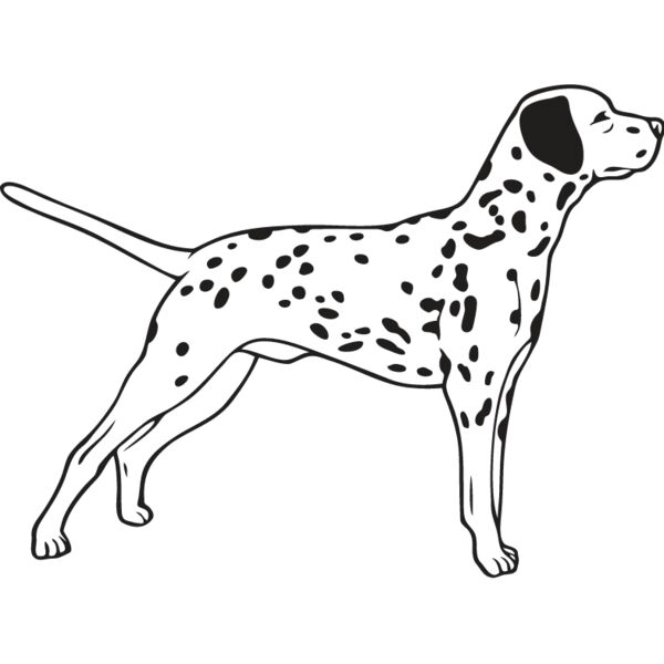 Dalmation3 Thumbnail