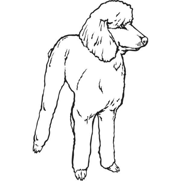Poodle2 Thumbnail