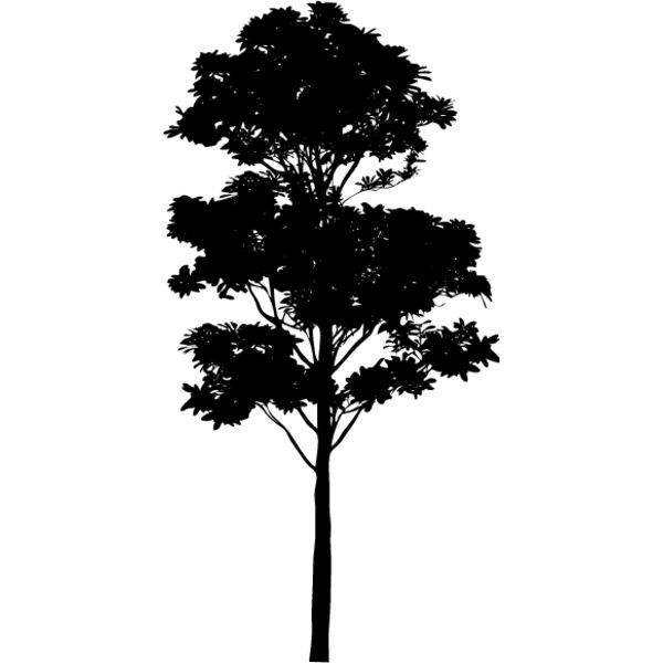 Young Tree7 Thumbnail