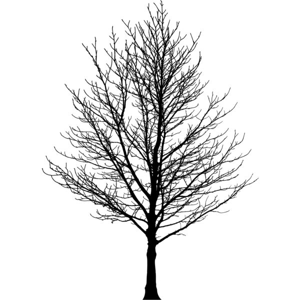 Bare Tree1 Thumbnail