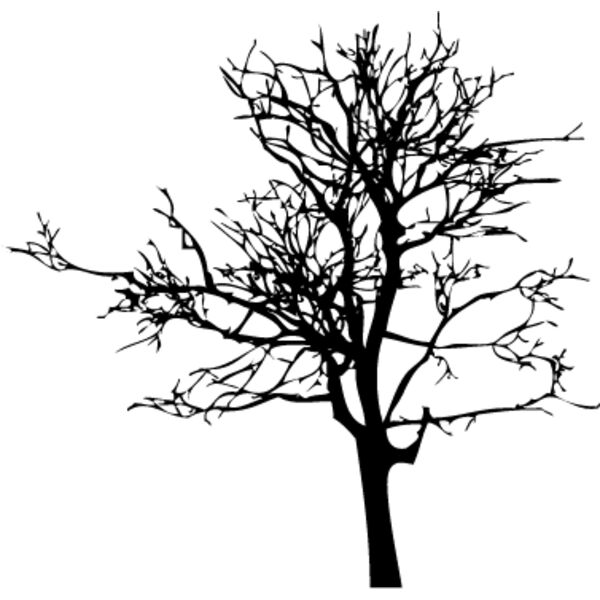 Bare Tree6 Thumbnail