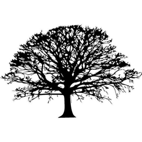 Oak Tree4 Thumbnail